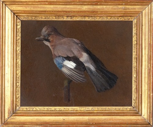 Albert Hemelman (1883–1951) - Study of a jay - Oil