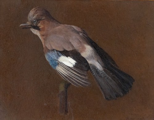 Albert Hemelman (1883–1951) - Study of a jay - Oil - Paintings & Drawings Style Art nouveau