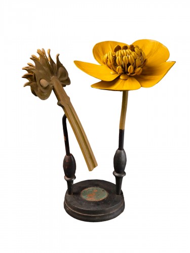 Modèle botanique d'une fleur de Bouton d’or par R. & R. Brendel