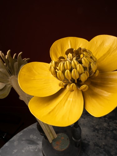 Modèle botanique d'une fleur de Bouton d’or par R. & R. Brendel - Objets de Curiosité Style Art nouveau