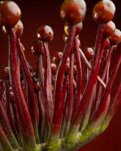 Objets de Curiosité  - Modèle botanique d’une plante carnivore (Drosera rotundifolia) par Robert et Reinhold