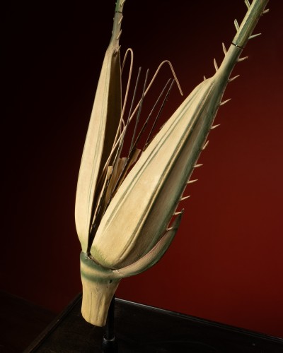 Botanical model of a rye spikelet (secale cereale) by Robert Brendel, ca. 1 - Curiosities Style Art nouveau