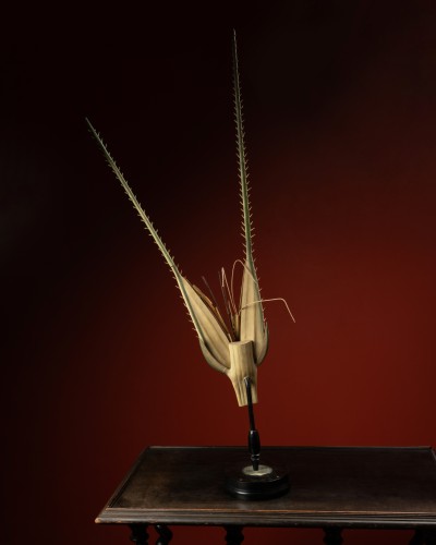 Curiosities  - Botanical model of a rye spikelet (secale cereale) by Robert Brendel, ca. 1