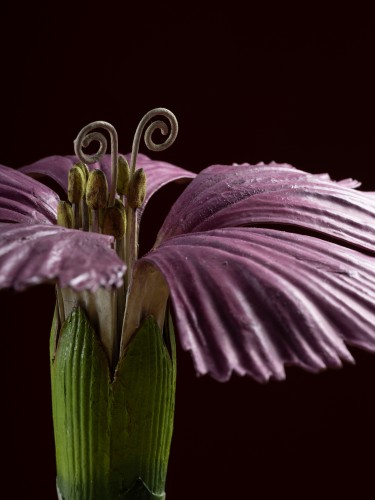 Curiosities  - Botanical Model of a Carnation (Dianthus caryophyllus) by Robert Brendel