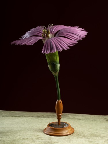 Botanical Model of a Carnation (Dianthus caryophyllus) by Robert Brendel - 