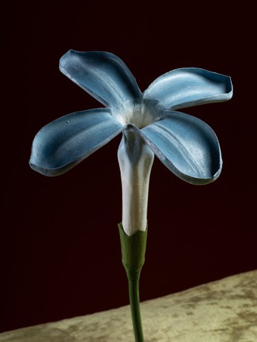 Botanical Model of a Lilac Flower (Syringa vulgaris) by Robert Brendel - 