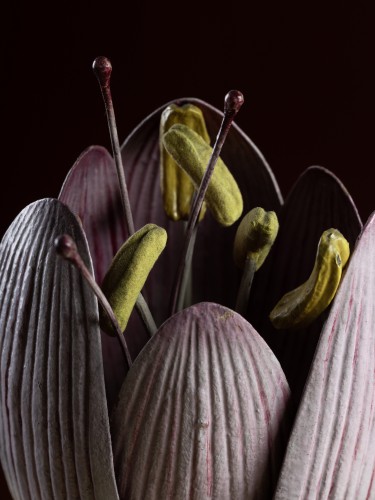 Objets de Curiosité  - Modèle botanique d'une fleur de Colchique (Colchicum autumnale) par Robert Brendel