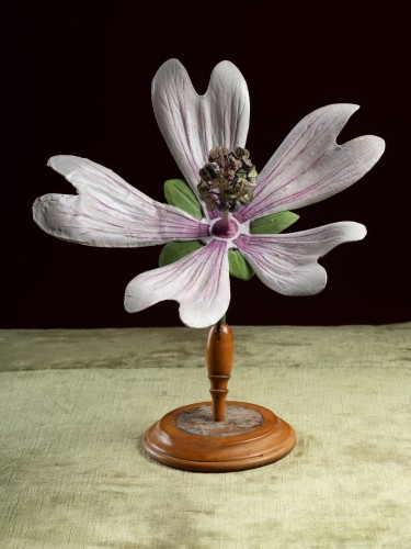 Objets de Curiosité  - Modèle botanique d'une Mauve sylvestre (Malva sylvestris) par Robert Brendel