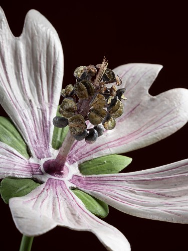 XIXe siècle - Modèle botanique d'une Mauve sylvestre (Malva sylvestris) par Robert Brendel