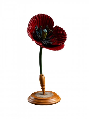 Botanical Model of a Poppy flower (Papaver rhoeas) by Robert Brendel