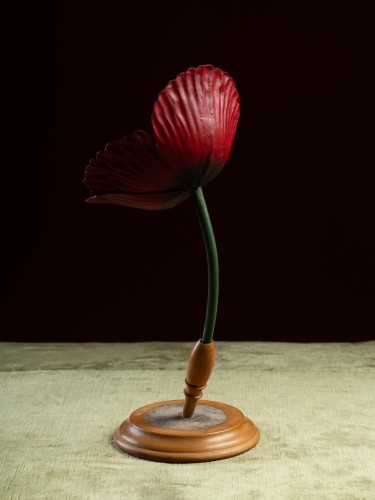 Botanical Model of a Poppy flower (Papaver rhoeas) by Robert Brendel - Curiosities Style 