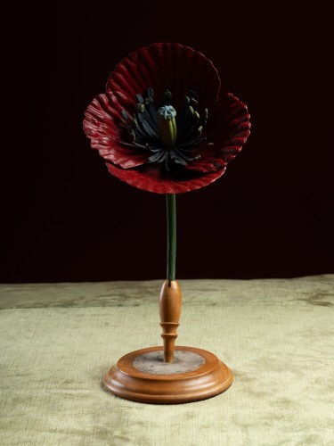 Curiosities  - Botanical Model of a Poppy flower (Papaver rhoeas) by Robert Brendel