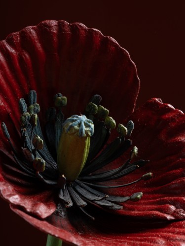 Botanical Model of a Poppy flower (Papaver rhoeas) by Robert Brendel - 