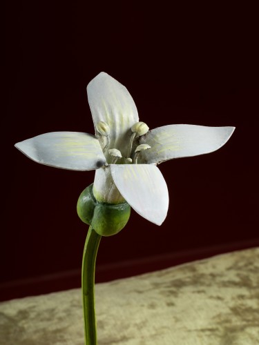 Botanical model of a sweet woodruff (Asperula odorata) flower by Robert Bre - Curiosities Style Art nouveau