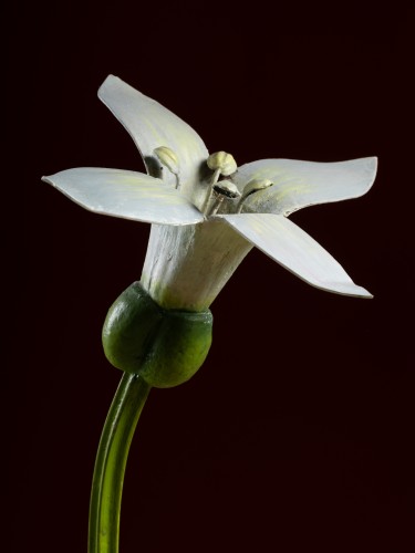 Curiosities  - Botanical model of a sweet woodruff (Asperula odorata) flower by Robert Bre