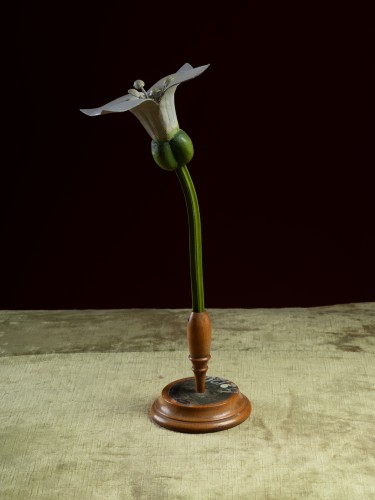 Botanical model of a sweet woodruff (Asperula odorata) flower by Robert Bre - 