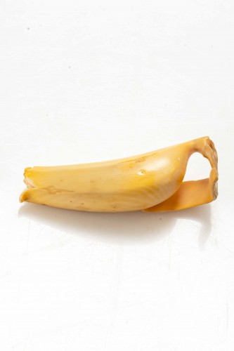 XXe siècle - Okimono en ivoire figurant l'étude d'une banane pelée