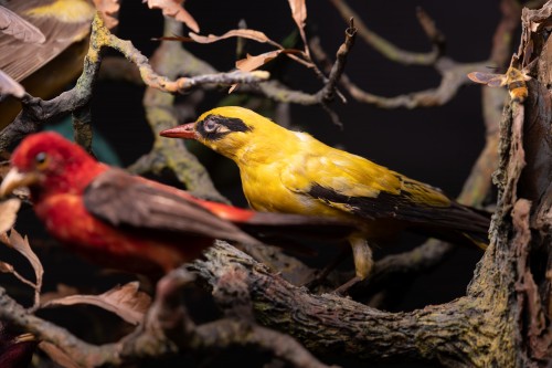 Curiosities  - Pair of 19th C French Dioramas taxidermy birds and animals,original display