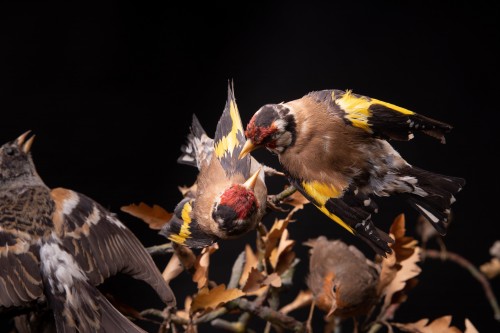 Paire de dioramas français du 19e représentant des oiseaux et des animaux - 