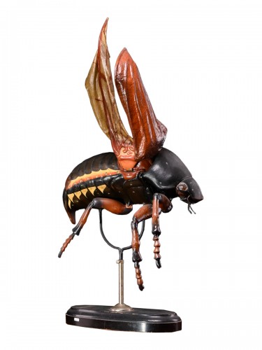Large Didactical Model of a Cockchafer or May bug .