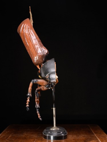 Objets de Curiosité  - Grand modèle didactique hanneton ou punaise de mai (Melotontha vulgaris)