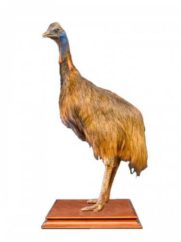 Taxidermie de casoar à casque (Casuarius casuarius)