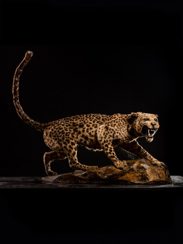 1920’s Taxidermy of a very rare Asian Leopard (Panthera pardus delacouri) - Curiosities Style 