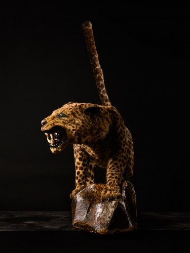 Léopard asiatique très rare (Panthera pardus), Taxidermie des années 1920 - Spectandum