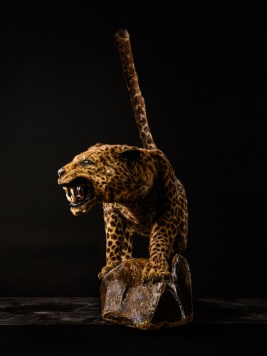 XXe siècle - Léopard asiatique très rare (Panthera pardus), Taxidermie des années 1920