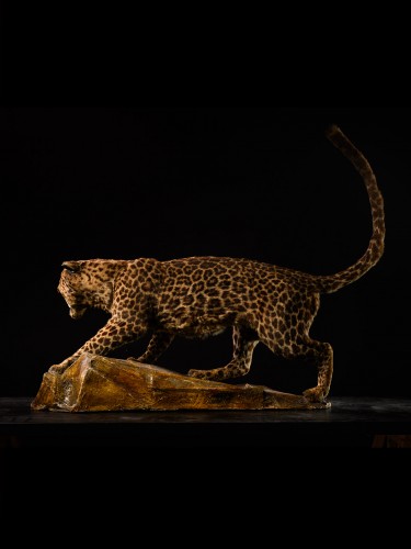 Léopard asiatique très rare (Panthera pardus), Taxidermie des années 1920 - 