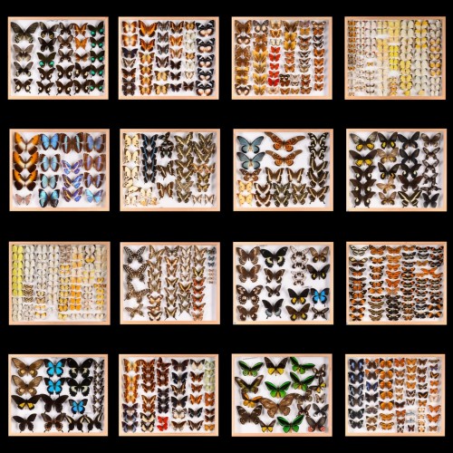 Collection ancienne restaurée et exempte de parasites de 3 400 Papillons - Spectandum