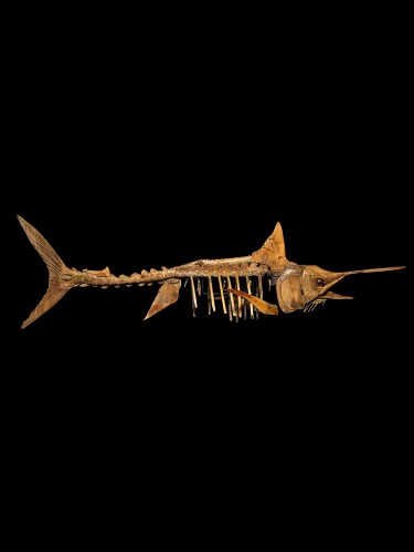 A large handmade wooden sculpture, study of a Marlin, in skeletal form. - Curiosities Style 