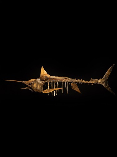 A large handmade wooden sculpture, study of a Marlin, in skeletal form. - 