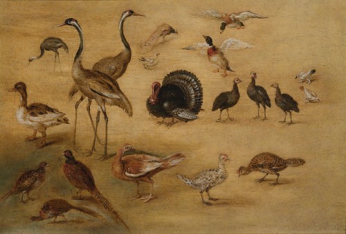 Etude d'oiseaux par l'atelier de Jan Brueghel le Jeune (Anvers 1601 – 1678)