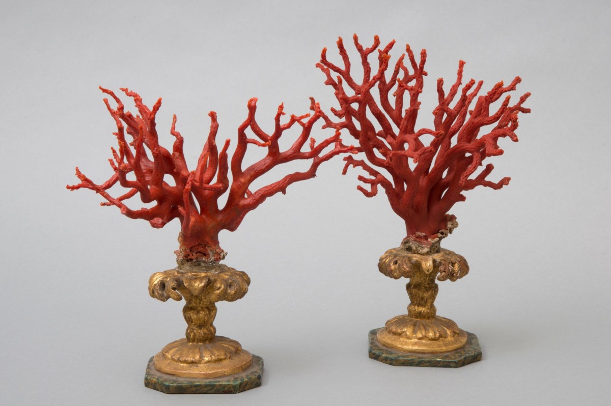 red coral branch