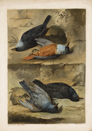 Jacob Xaver Vermoelen (c.1714–1784) - Nature morte aux oiseaux