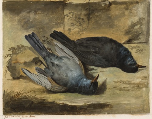Tableaux et dessins  - Jacob Xaver Vermoelen (c.1714–1784) - Nature morte aux oiseaux