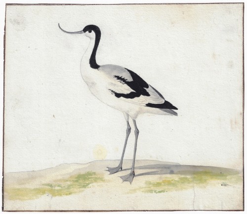 Pieter Holsteyn II (c.1614–1673) Étude d'une avocette