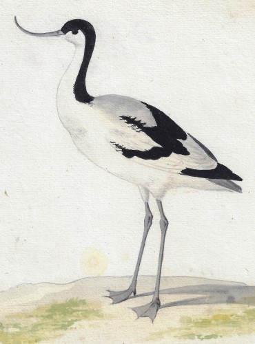 Pieter Holsteyn II (c.1614–1673) Étude d'une avocette - Tableaux et dessins Style 