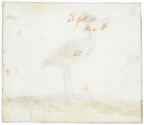 Tableaux et dessins Dessin, Aquarelle & Pastel - Pieter Holsteyn II (c.1614–1673) Étude d'une avocette