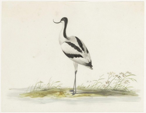 Pieter Holsteyn II (c.1614–1673) Study of an Avocet  - 